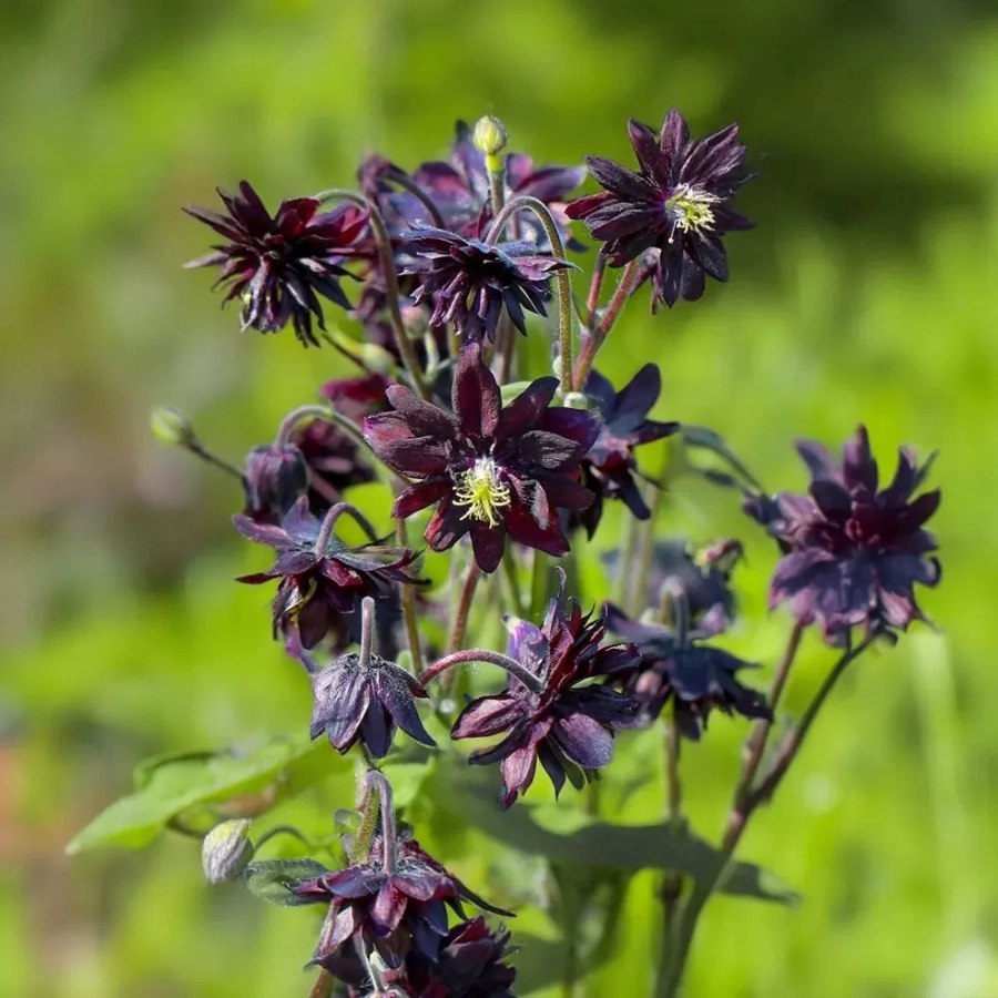 caldaruse-black-barlow Caldarusa Black Barlow 1