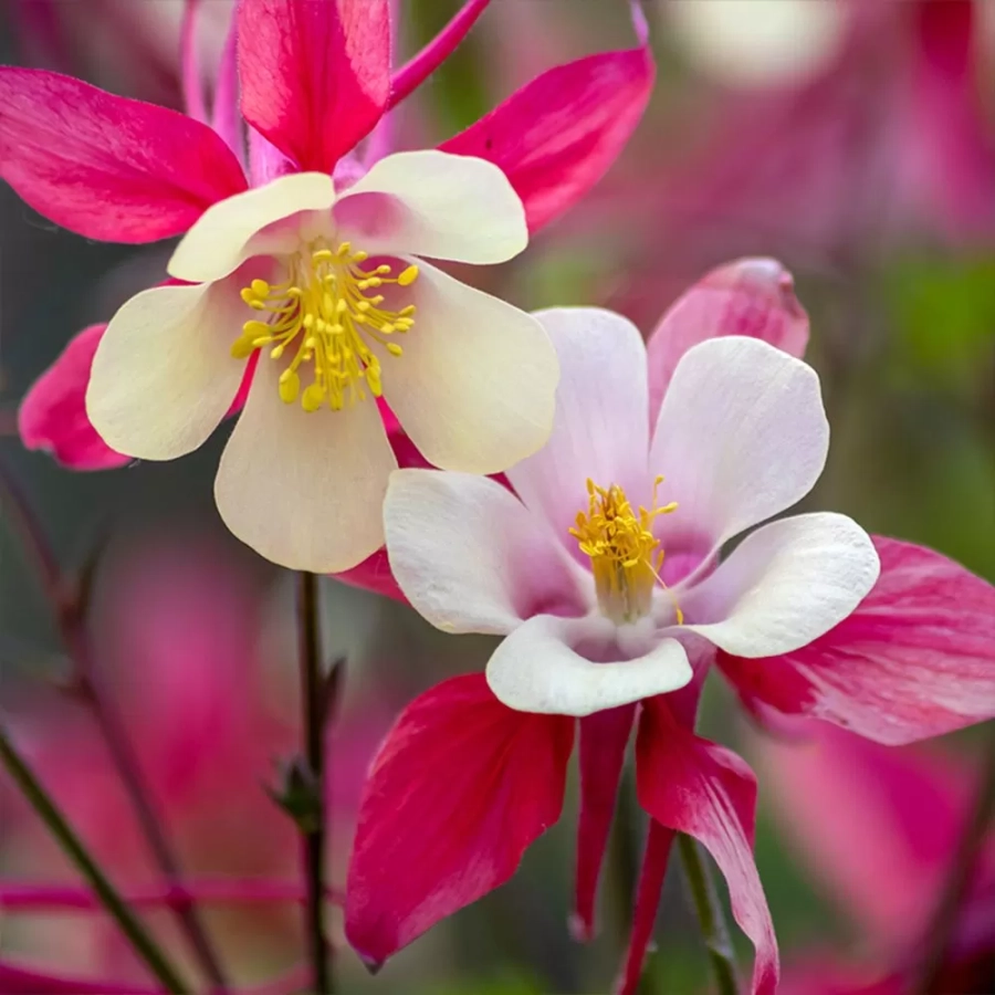 Caldaruse Aquilegia Caerulea Rose Queen 1