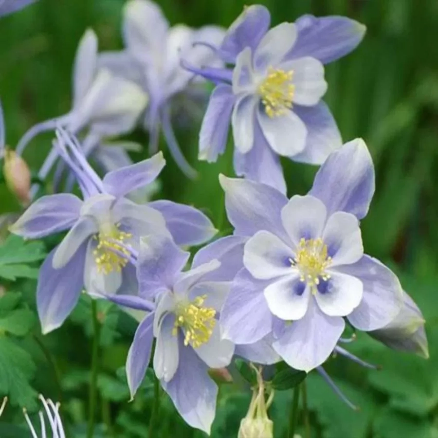 Caldaruse Rocky Mountain Columbine 1