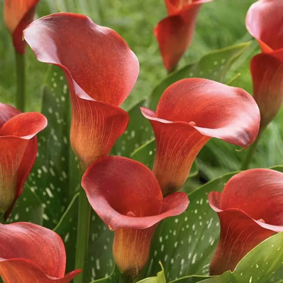 cale-red-majesty Cale Red Majesty 1