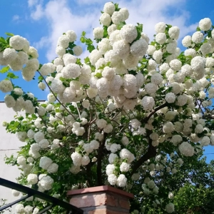 Calin - Viburnum Eskimo - Ghiveci 5 l - Inaltime 60 - 70 cm 1