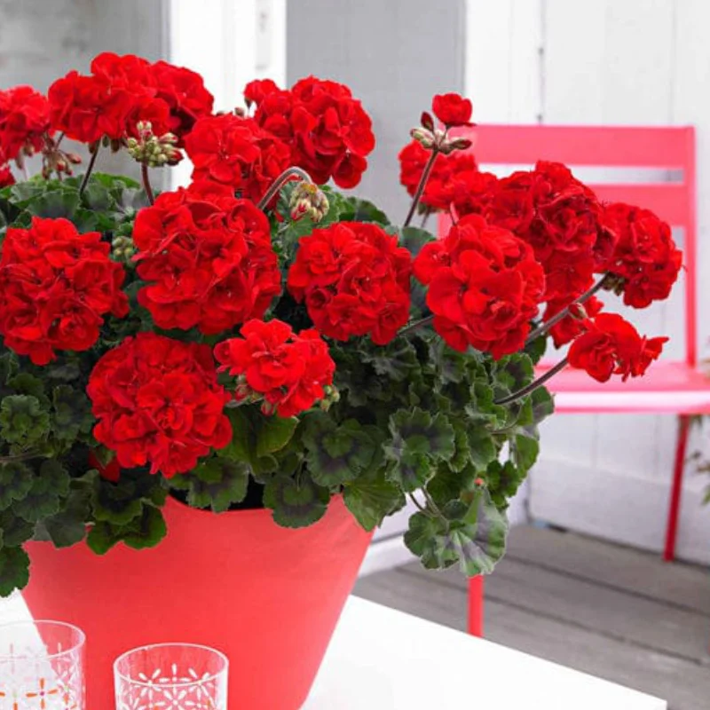 Mușcate Calliope - Dark Red - Ghiveci 12 cm - Înălțime 30 - 40 cm 1