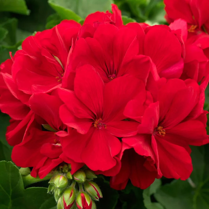 Mușcate Calliope - Dark Red - Ghiveci 12 cm - Înălțime 30 - 40 cm 2