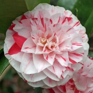Camelia Japonica Bicolor în Ghiveci de 10 l