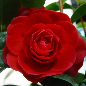 Camelia Japonica Rosie în Ghiveci de 10 l