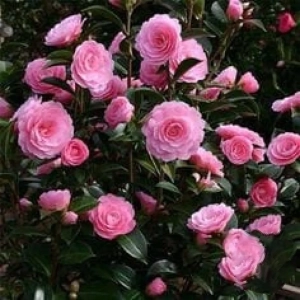 Camelia Japonica Roz în Ghiveci de 10 l