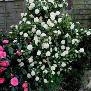 Camelia Japonica White în Ghiveci de 10 l