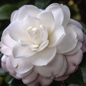 Camelia Japonica Alba în Ghiveci de 10 l