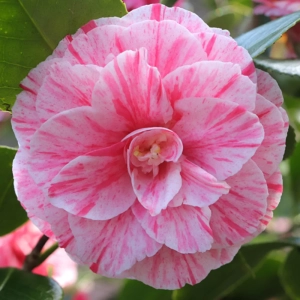 Camelia Japonica Bicolor Pink în Ghiveci de 10 l