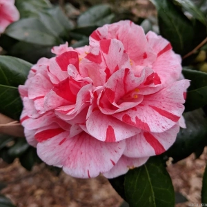 Camelia Japonica Bicolor Red în Ghiveci de 10 l