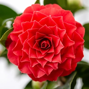 Camelia Japonica Red în Ghiveci de 10 l
