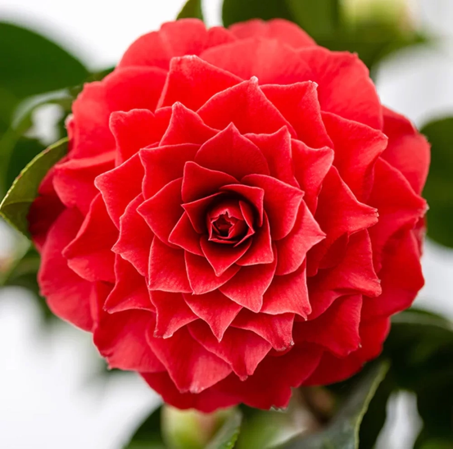 camelie-10l-red Camelia Japonica Red în Ghiveci de 10 l