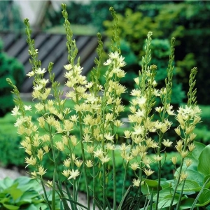 Camassia Semiplena 1