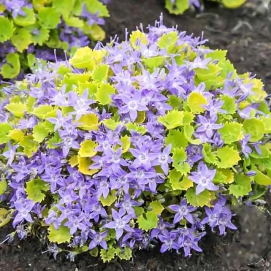 Campanula Gold la Ghiveci 2L - Inaltime 20 - 30 cm 1