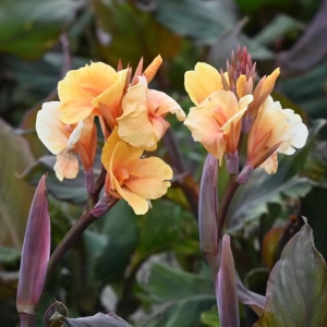 Canna Apricot Dream 1
