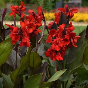 Canna Cherry Red 1