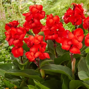 Canna Happy Carmen 1