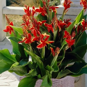 Canna Lucifer 1
