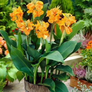 Canna Indica