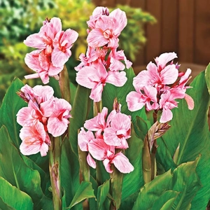 Canna Pink President 1