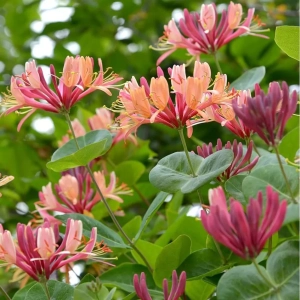 Caprifoi American Beauty - Ghiveci de 2 l - Inaltime 50 - 60 cm 1