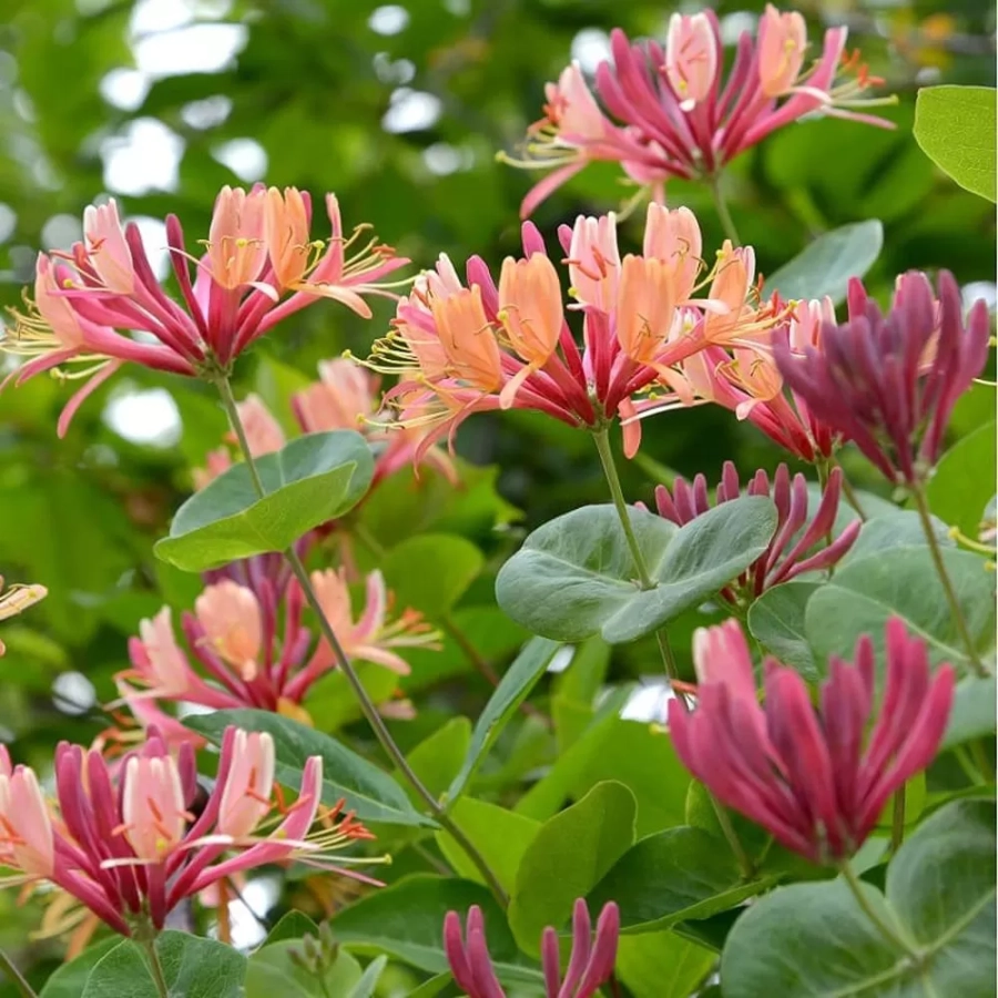 Caprifoi American Beauty - Ghiveci de 2 l - Inaltime 50 - 60 cm 1