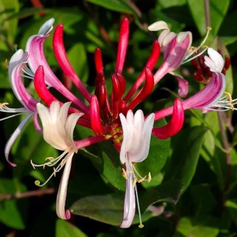 caprifoi-belgica Caprifoi Mâna Maicii Domnului Belgica - Ghiveci de 2 l - Inaltime 50 - 60 cm 1