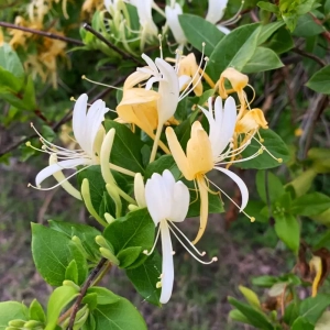 Caprifoi Mâna Maicii Domnului Halls Prolific - Ghiveci de 2 l - Inaltime 50 - 60 cm 1