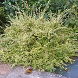 Caprifoi Mâna Maicii Domnului Lemon Beauty - Ghiveci de 2 l - Inaltime 50 - 60 cm 1