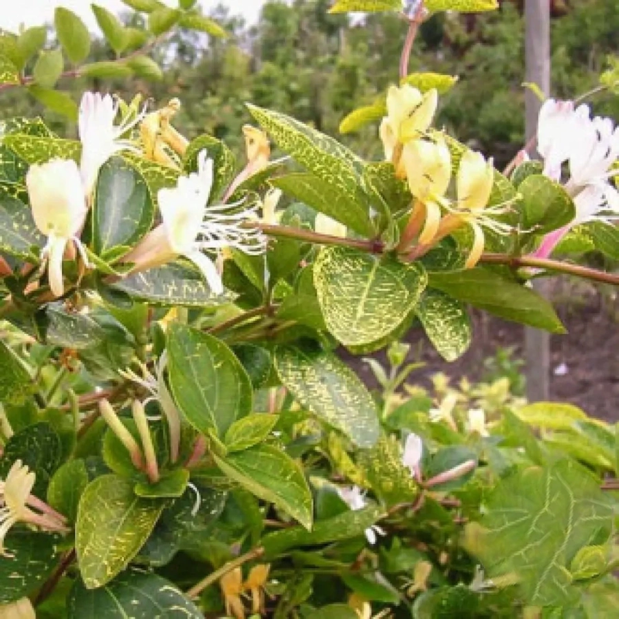 caprifoi-mana-maicii-domnului-variegata-1 Caprifoi Mâna Maicii Domnului Hecrotti - Ghiveci de 2 l - Inaltime 50 - 60 cm 1