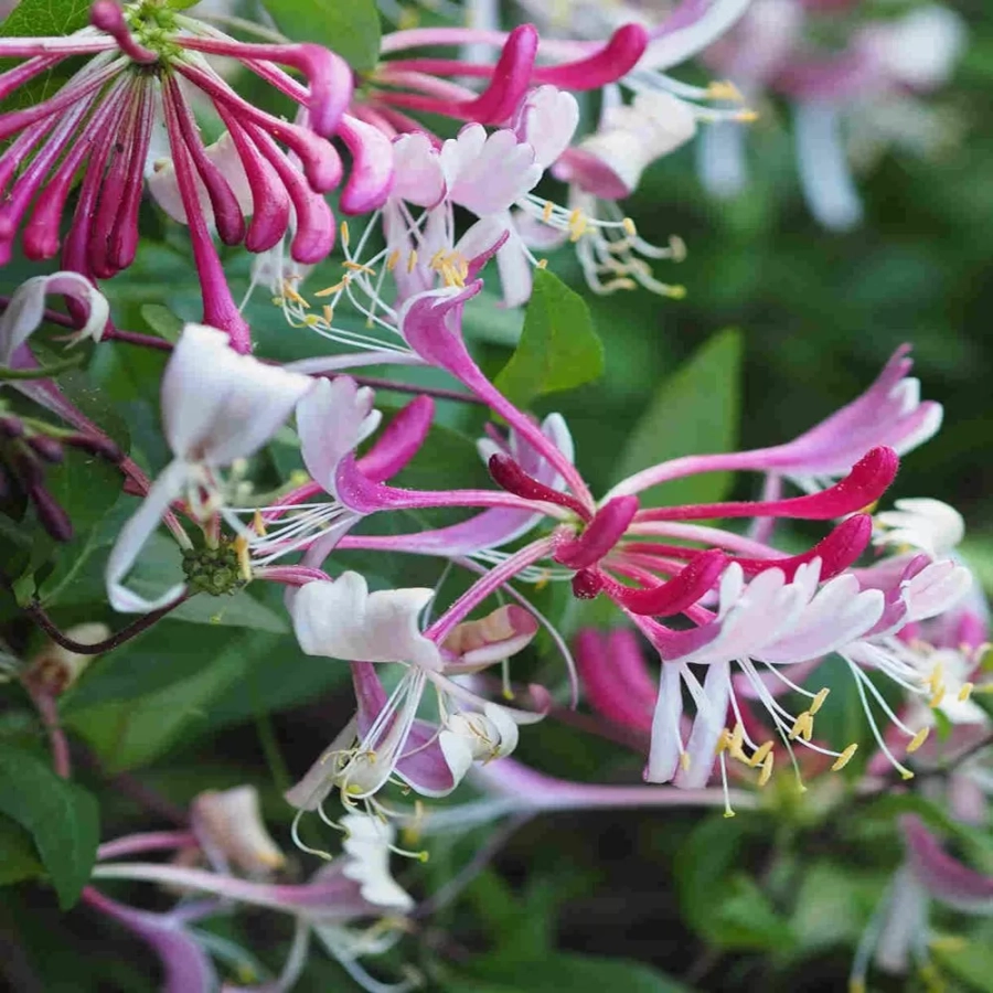 Caprifoi Mâna Maicii Domnului Serotina - Ghiveci de 2 l - Inaltime 50 - 60 cm 1