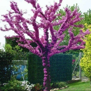 Cercis - Copacul lui Iuda - Ghiveci 2 l - Inaltime 50 - 60 cm 1