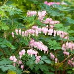 Cerceii doamnei (Dicentra) Cupid 1