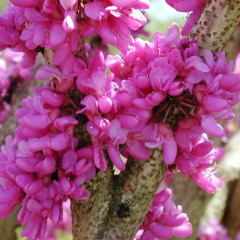 Cercis - Copacul lui Iuda - Ghiveci 2 l - Inaltime 50 - 60 cm 2