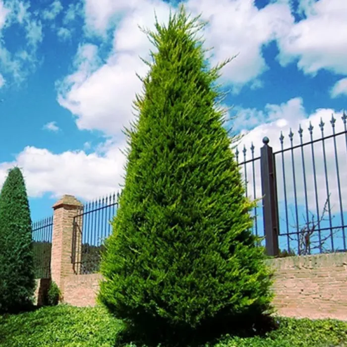 Chiparosul Leylandii – Cupressocyparis – Ghiveci 2 L – Inaltime 80 – 100 cm 1