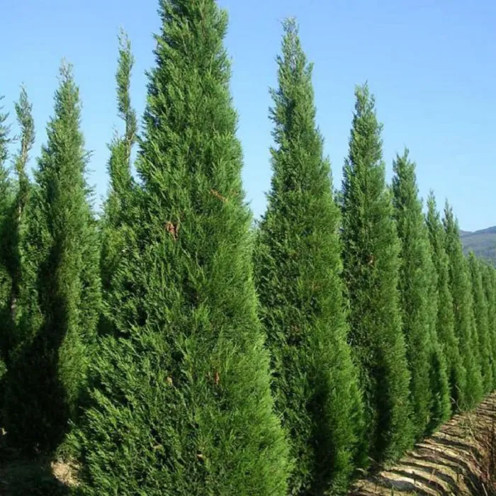 Chiparosul Leylandii – Cupressocyparis – Ghiveci 2 L – Inaltime 80 – 100 cm 2