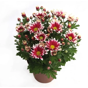 Crizanteme Timpurii - Ciao - La Ghiveci - Inaltime 30 - 40 cm 1