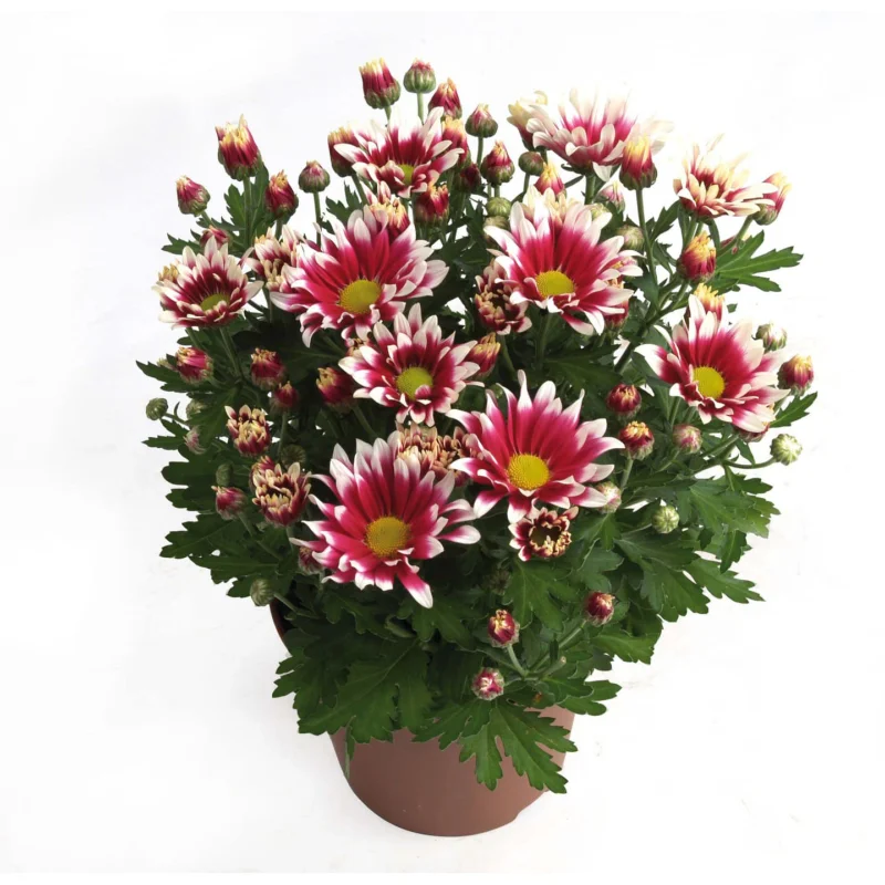 ciao Crizanteme Timpurii - Ciao - La Ghiveci - Inaltime 30 - 40 cm 1