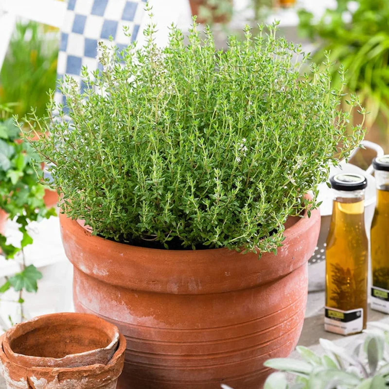 cimbrisor Cimbrisor - La Ghiveci - Inaltime 20 - 30 cm 1