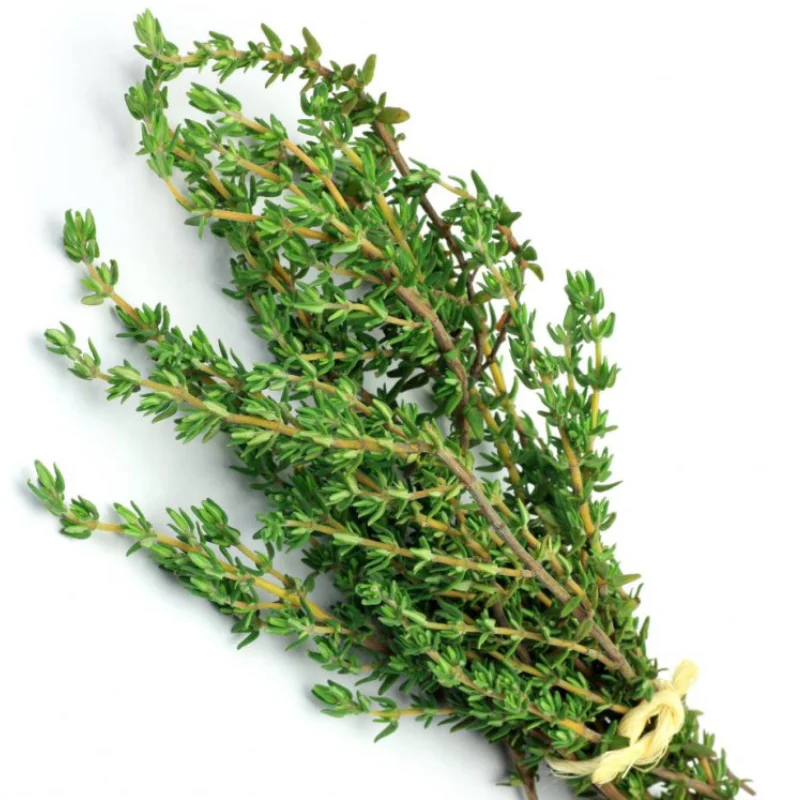 Cimbrisor - La Ghiveci - Inaltime 20 - 30 cm 2