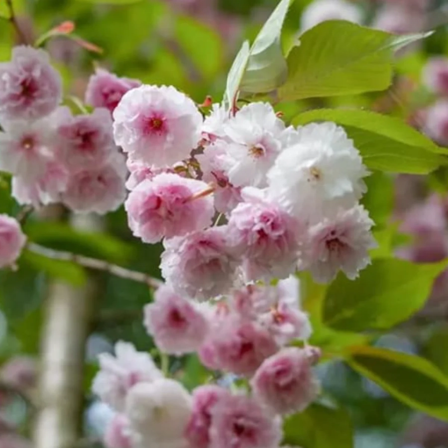 cires-triloba-pitic-1 Cires Japonez Pitic tufa - Pink Perfection - Ghiveci 5L - Inaltime 60 - 80 cm 1