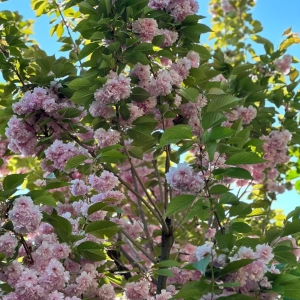 Cires Japonez Pitic tufa - Pink Perfection - Ghiveci 5L - Inaltime 60 - 80 cm 2