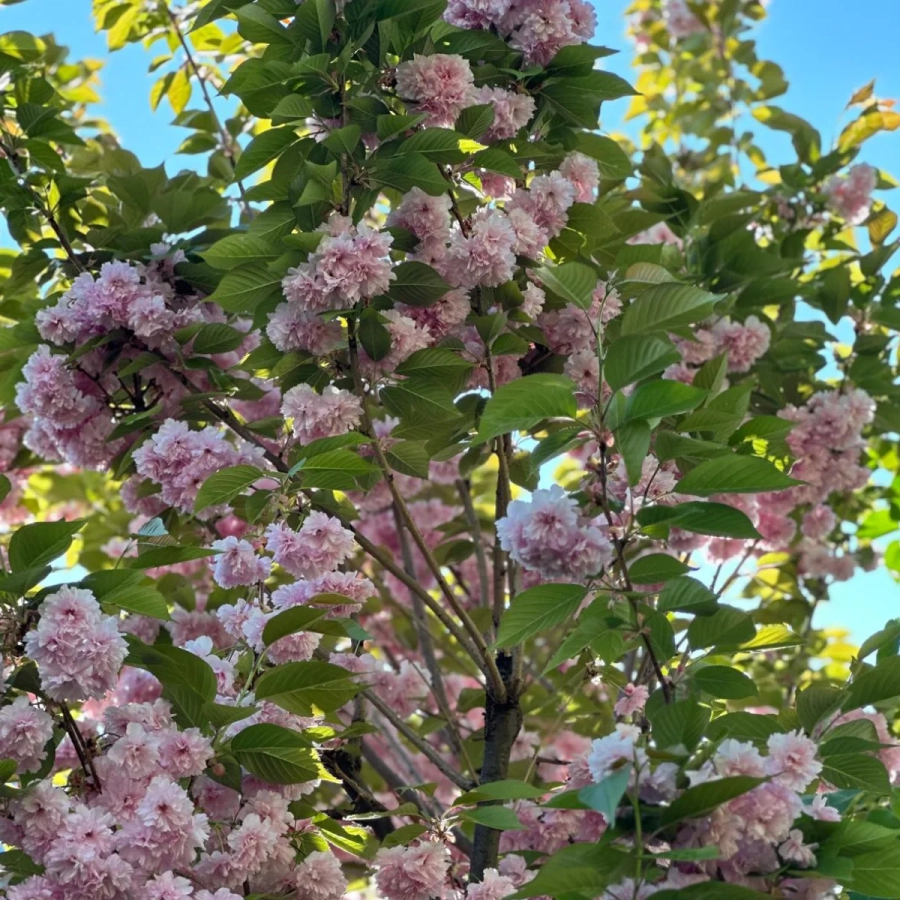 Cires Japonez Pitic tufa - Pink Perfection - Ghiveci 5L - Inaltime 60 - 80 cm 2