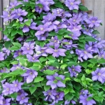 Clematis Blue Angel - Ghiveci 3 l - Inaltime 80 - 100 cm 1