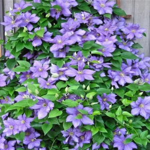 Clematis Blue Angel - Ghiveci 3 l - Inaltime 80 - 100 cm 1
