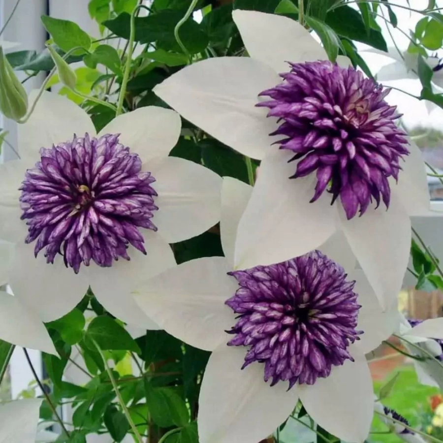 clematis-florida-sieboldi Clematis Florida Sieboldi - Ghiveci 3 l - Inaltime 80 - 100 cm 1