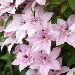 Clematis Jan Paweł - Ghiveci 3 l - Inaltime 80 - 100 cm 1