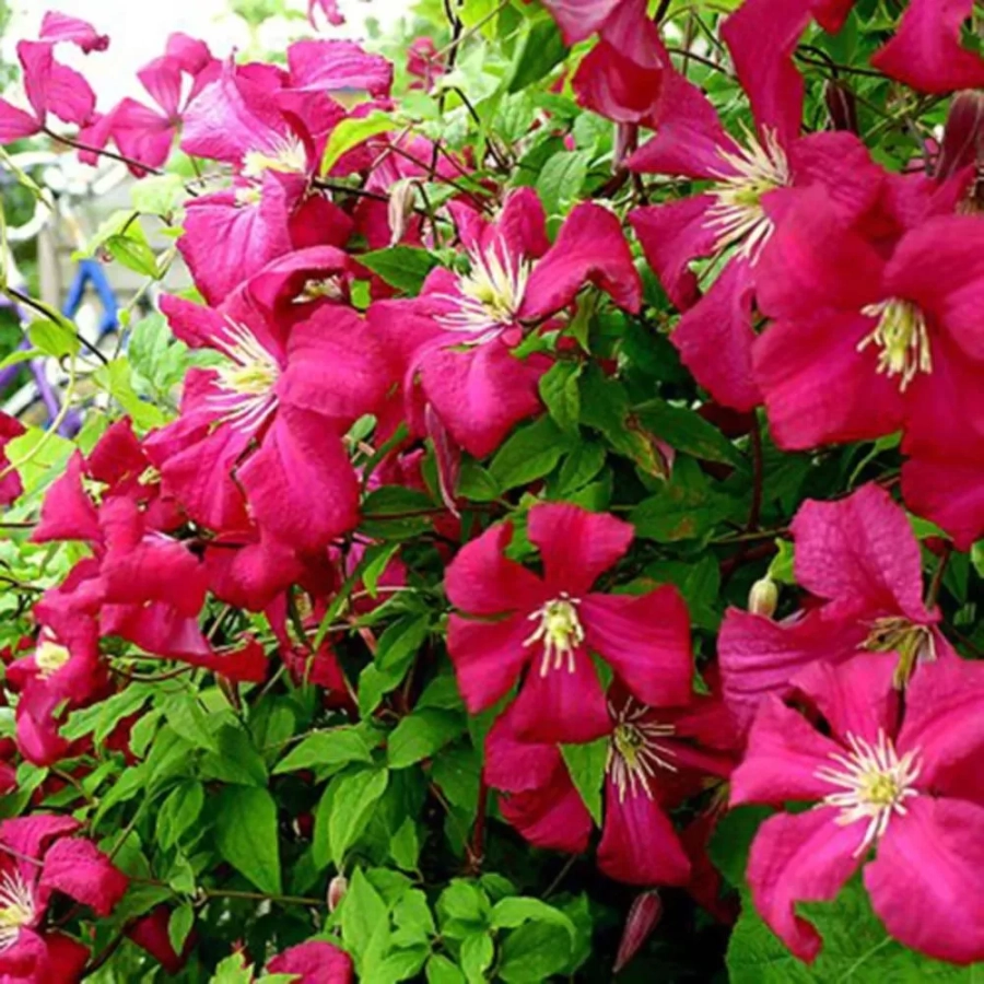 clematis-madam-julia-correvon Clematis Madame Julia Correvon - Ghiveci 3 l - Inaltime 80 - 100 cm 1