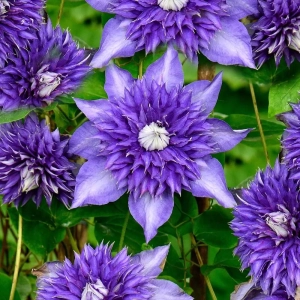 Clematis Multi Blue - Ghiveci 3 l - Inaltime 80 - 100 cm 1