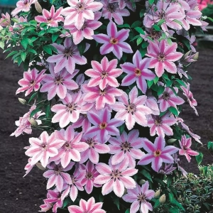 Clematis Nelly Moser - Ghiveci 3 l - Inaltime 80 - 100 cm 1